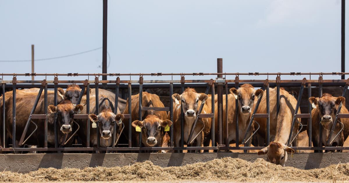 Bird flu infections in dairy cows are more widespread than we thought, according to a new CDC study