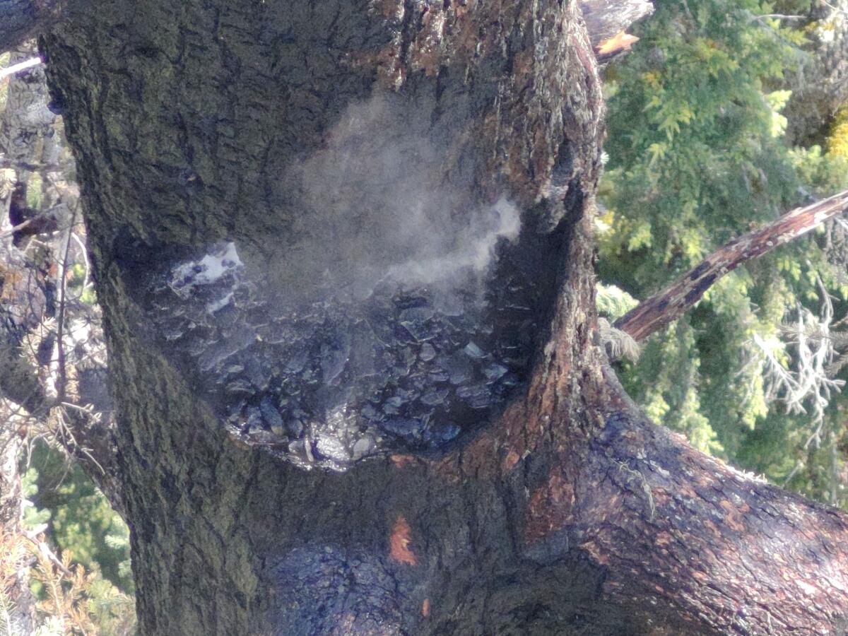 One of the world’s tallest trees is burning. Why can’t firefighters put it out?