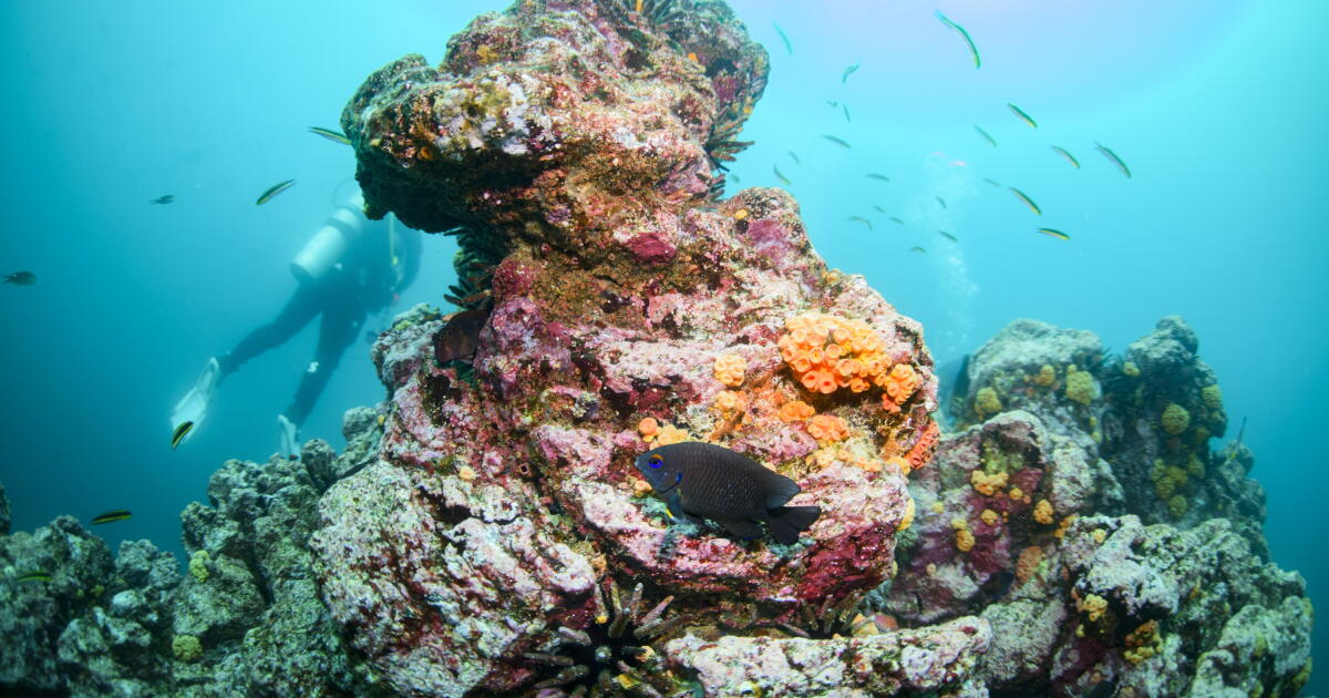 As world braces for ‘super’ El Niño, research suggests global warming has increased its punch